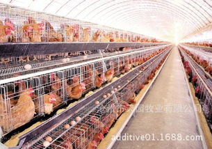 蠅蛆凈 高效寄生蟲防治與飼料添加劑的多元化應(yīng)用